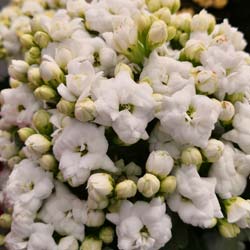 Kalanchoe de flores brancas